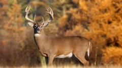 Белохат деер